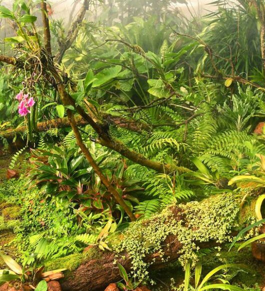 Forest Museum of Indian in eastern Ghats