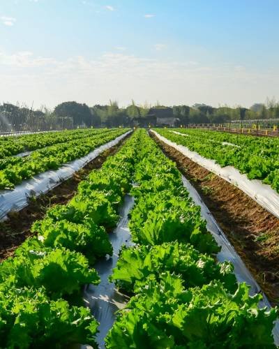 agricultural-industry-growing-salad-lettuce-field agricultural-industry-growing-salad-lettuce-field