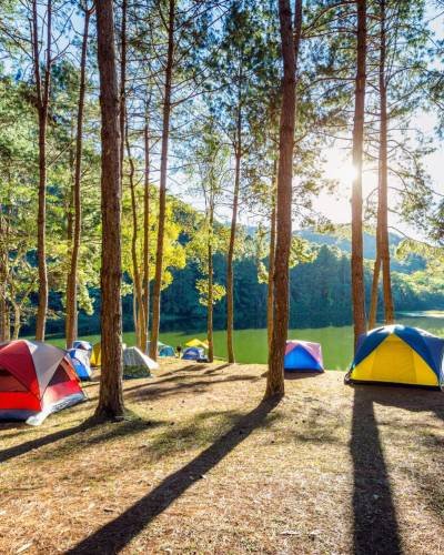 camping-tents-pine-trees-with-sunlight-pang-ung-lake-mae-hong-son-thailand camping-tents-pine-trees-with-sunlight-pang-ung-lake-mae-hong-son-thailand